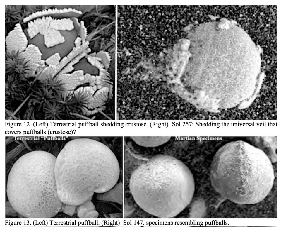 Click to enlarge Mars mushroom