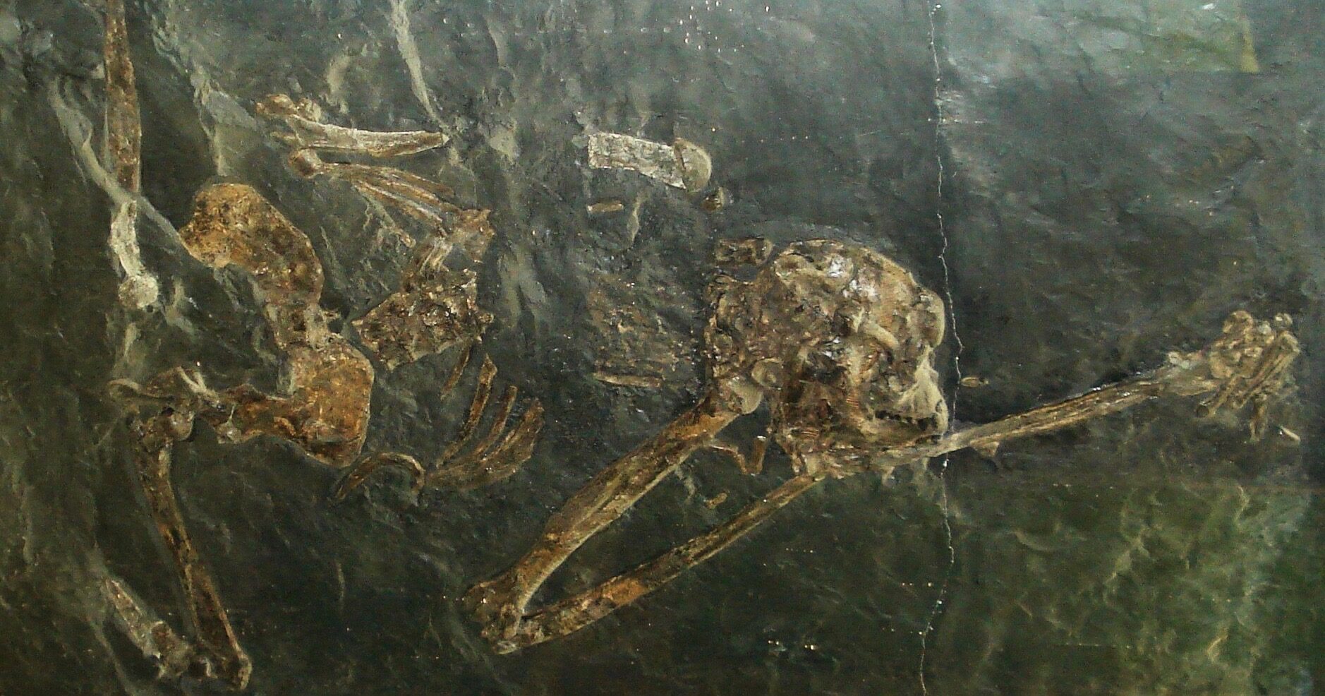Click to enlarge fossil photo