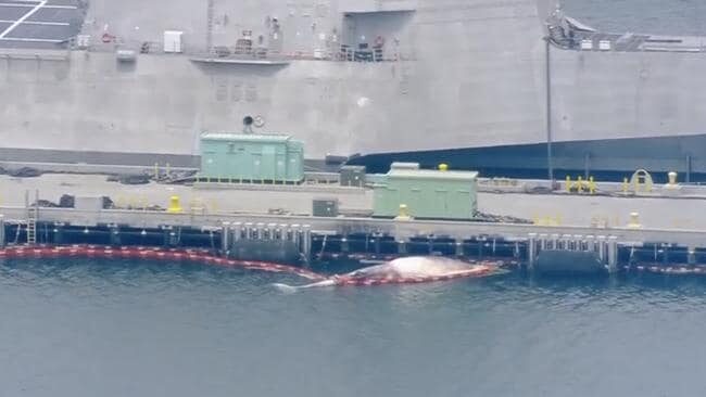 The whale carcass dislodged from underneath HMAS Sydney.