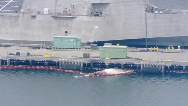 Click to enlarge The whale carcass dislodged from underneath HMAS Sydney.