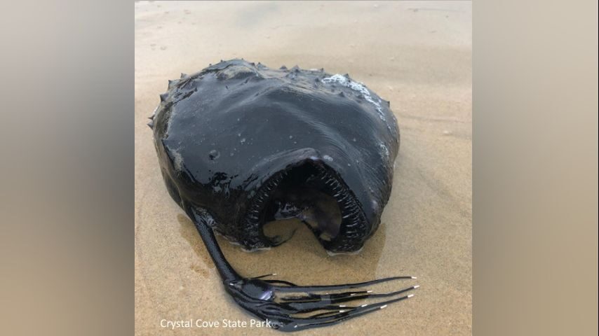 A Pacific Football Fish, which is a type of Angler Fish that resides at depths of over 1,000 feet in the ocean, washed up on the shores of Crystal Cove State Park in California on May 7, 2021.