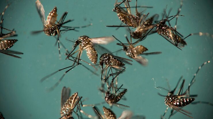 GMO Mosquitoes