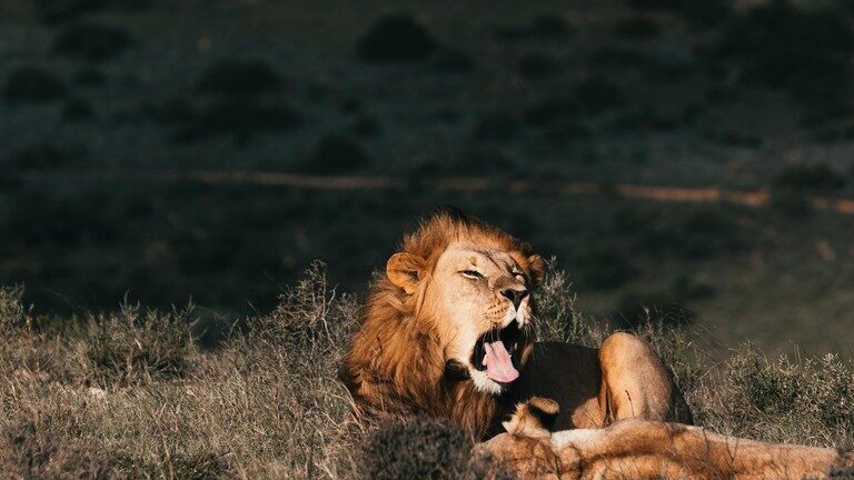 Click to enlarge lion