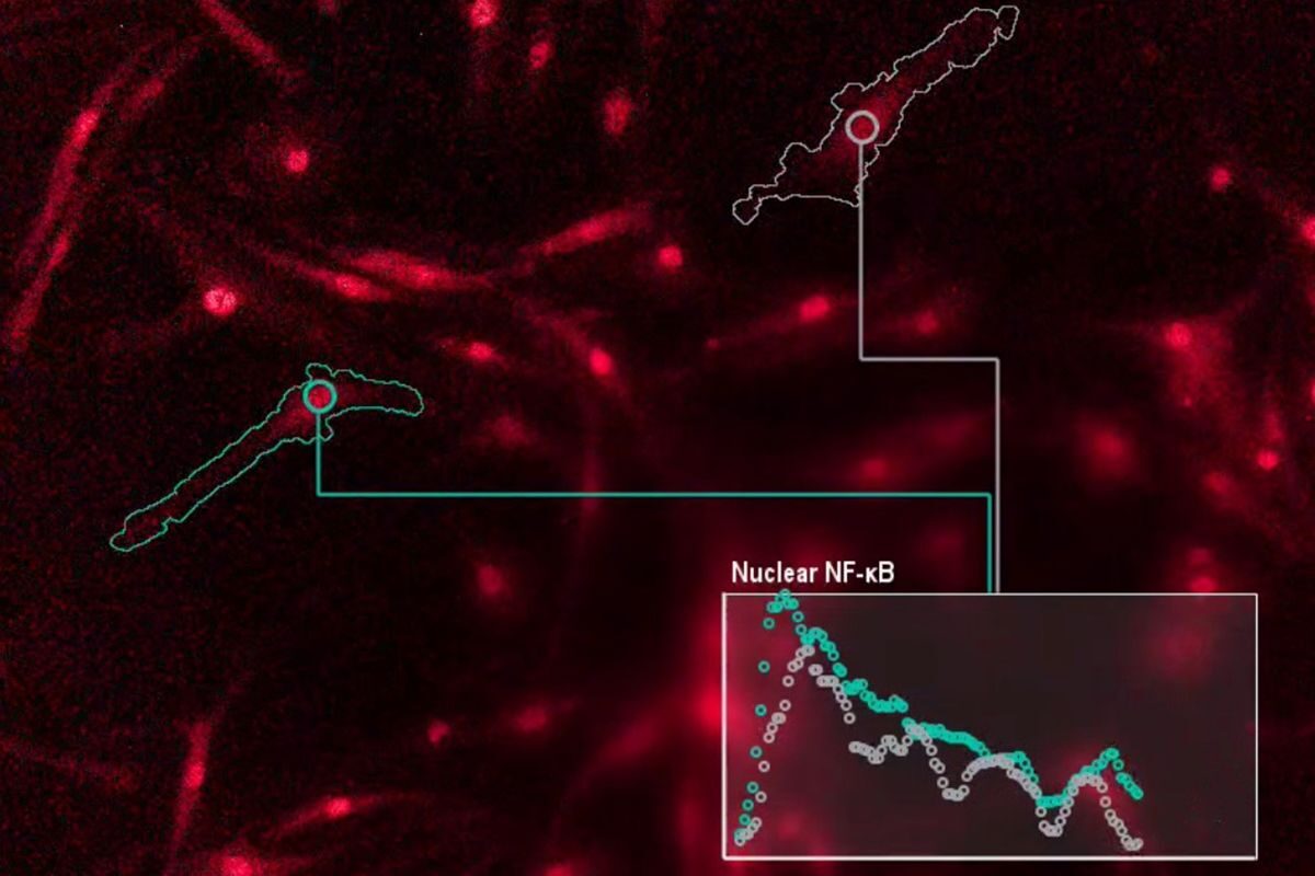 Click to enlarge Immune Cells