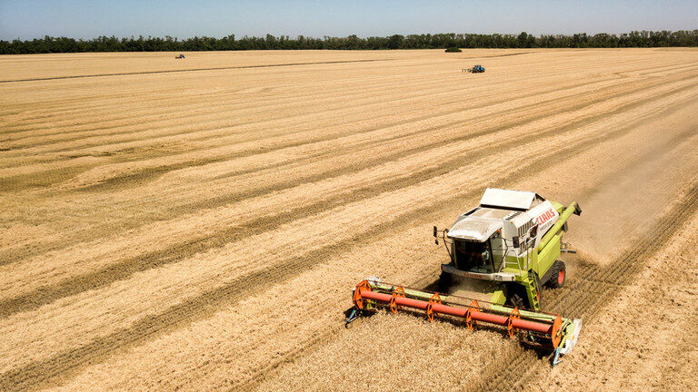 harvest wheat