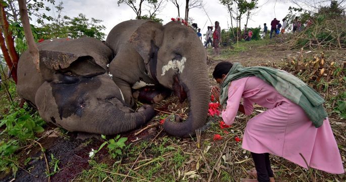 Click to enlarge Elephants died after being struck by lightening near Bamuni Hills in Kandali, Nagaon district, in Assam on Wednesday night.