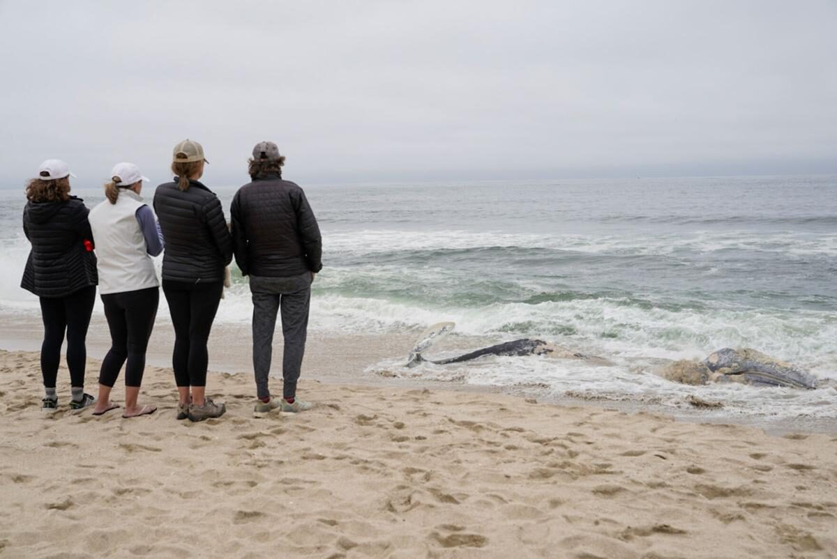 Click to enlarge A dead gray whale washed ashore at Francis