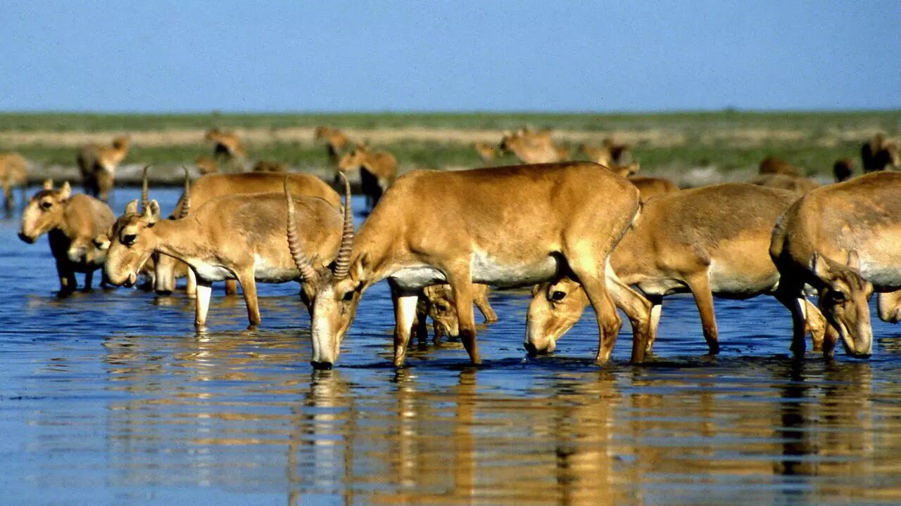 Critically endangered: Saiga antelopes are targeted by poaching, fuelled by demand for the animals' horn in Chinese medicine