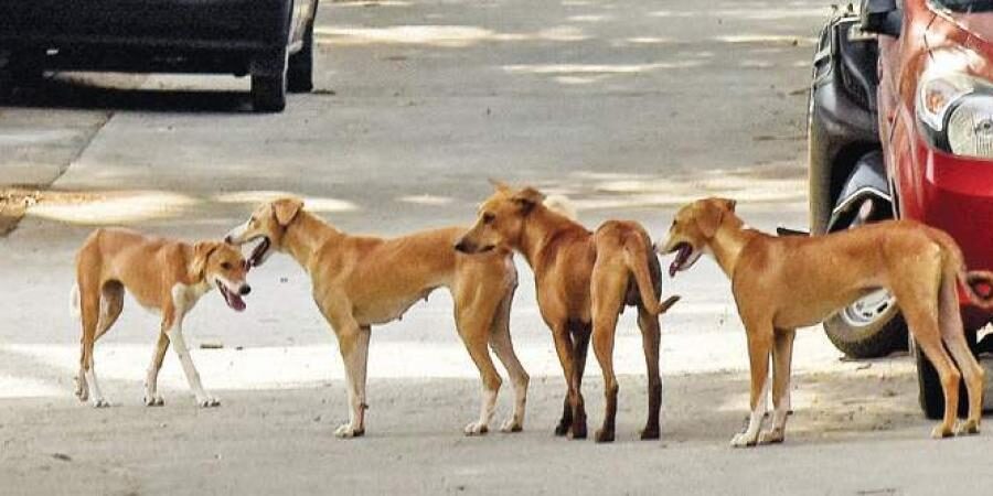 dogs
