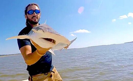 Sharks use Earth's magnetic field as a GPS Sharks use Earth's magnetic field as a GPS