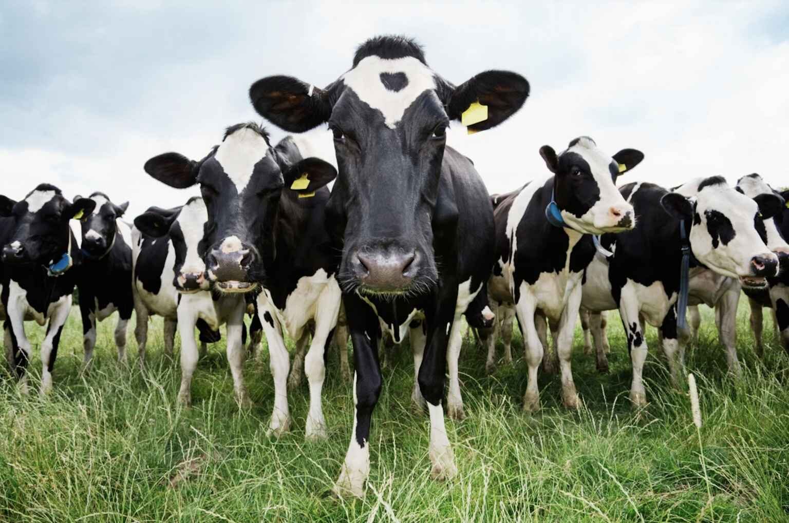cows cow confrontation