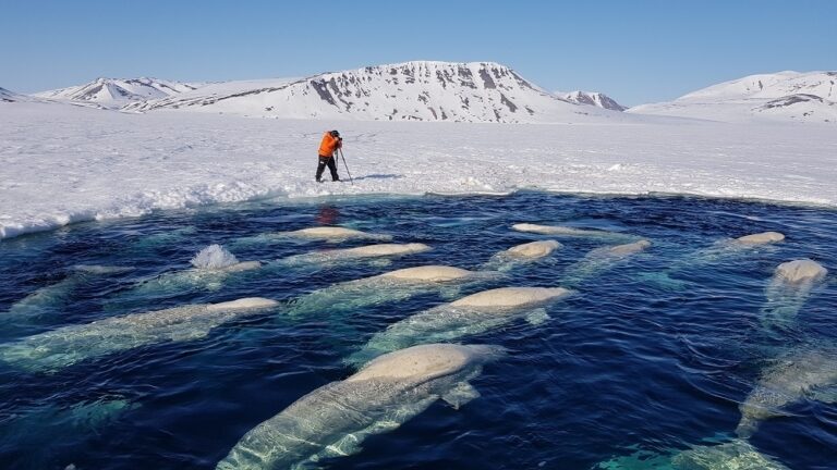 Click to enlarge Whales trapped in ice – 14 May 2021
