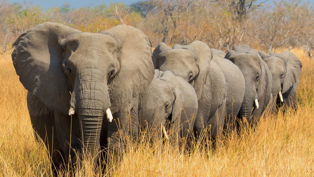 Click to enlarge Herd of Elephants