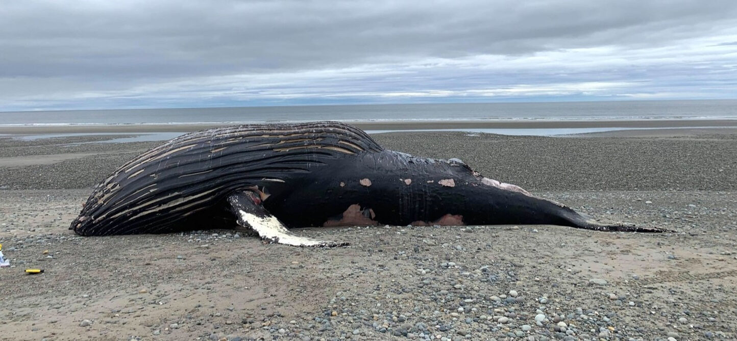 Click to enlarge A humpback whale known as Kayak,