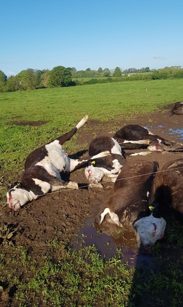 Some of the cattle struck and killed by lightning on a farm outside Tullow at the weekend
