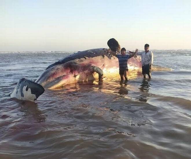 Click to enlarge A dead sperm whale washes ashore near Antarvedi coast in East Godavari district in Andhra Pradesh.