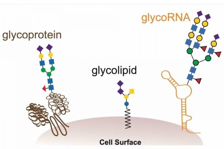 glycoRNA