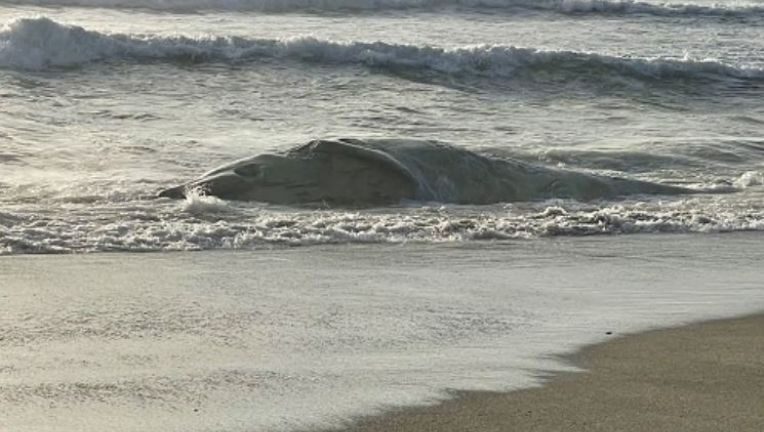 A dead whale washed up on a beach in Pacifica.