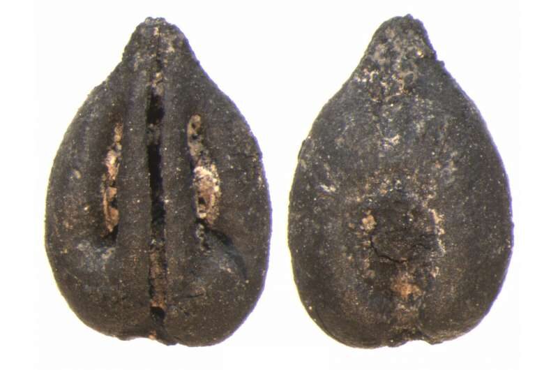 fruit seed