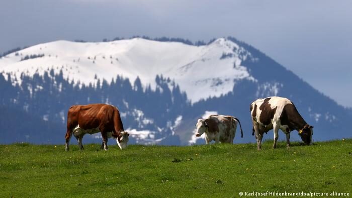 By this time, farmers normally start bringing their cows into the mountains