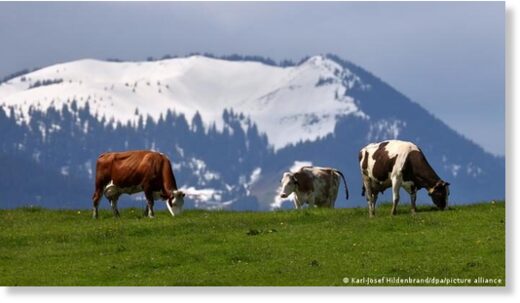 By this time, farmers normally start bringing their cows into the mountains