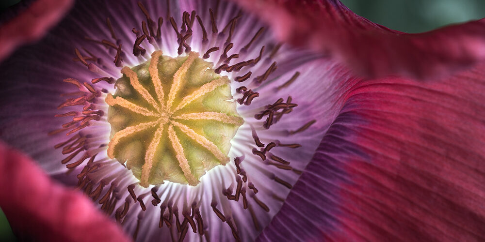 poppy