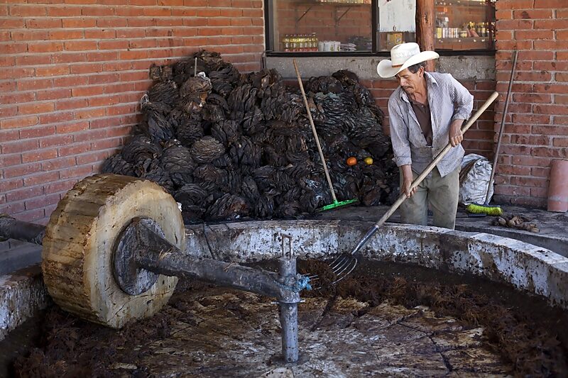 Click to enlarge mezcal brewing agave