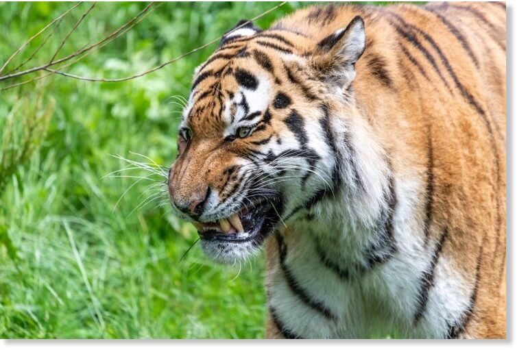 tiger