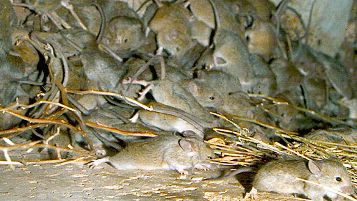 mice