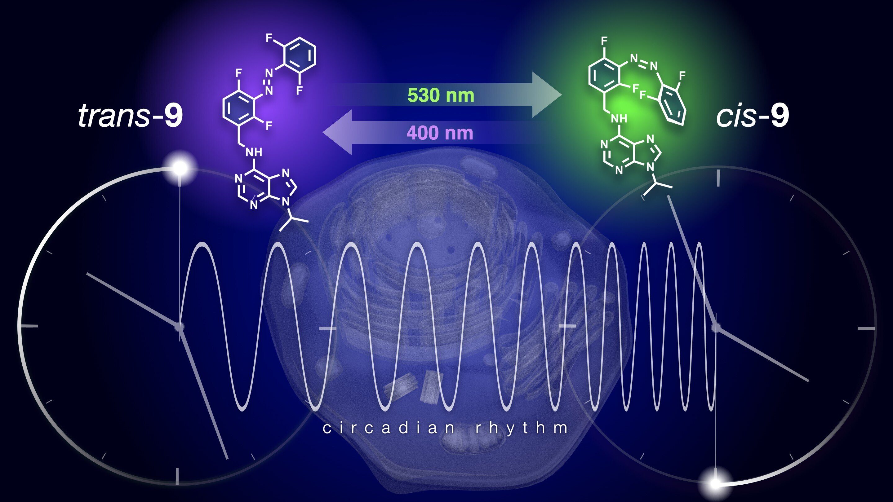 Reversible modulation of the circadian clock