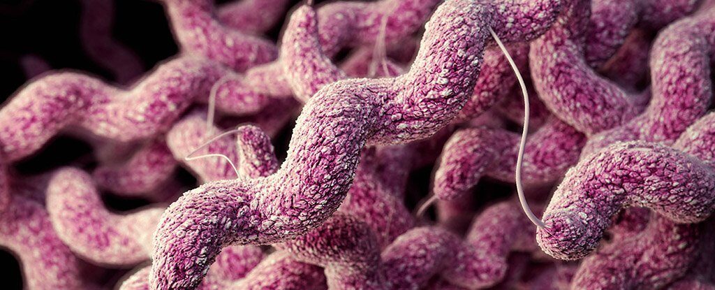 Click to enlarge Campylobacter