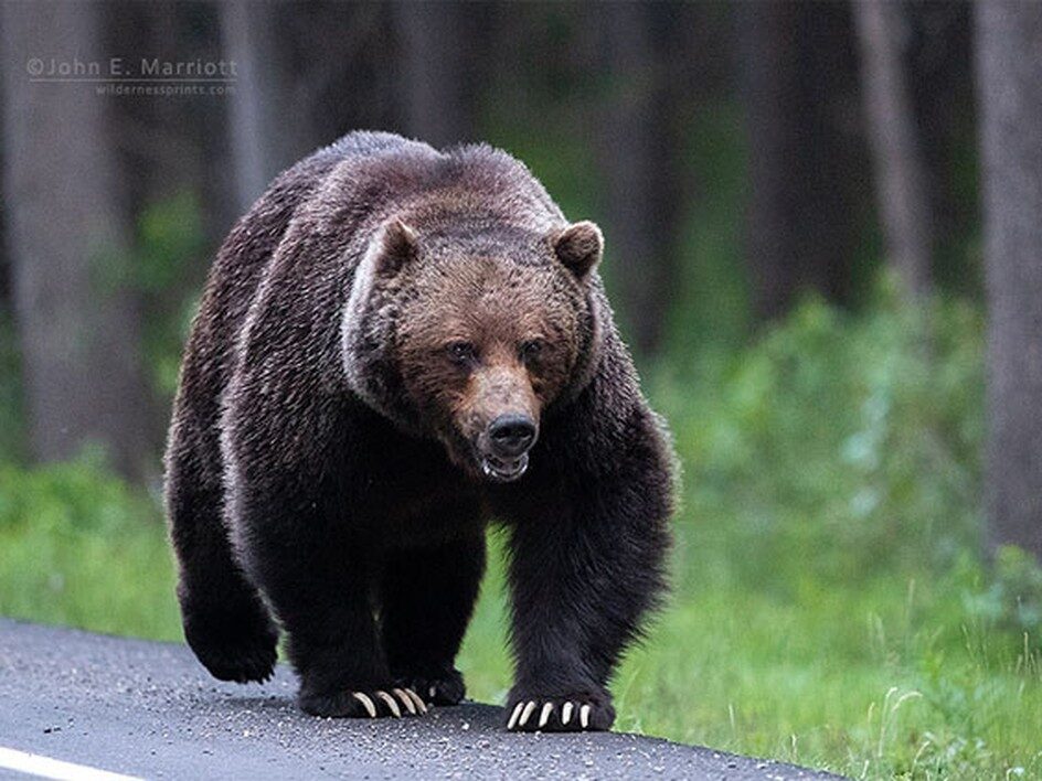 A large grizzly bear given the name The Boss