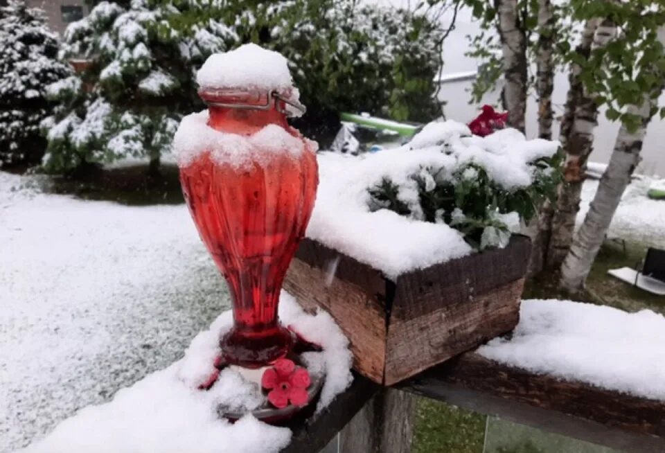 Sneaky late-May wet snow in Ontario catches many by surprise