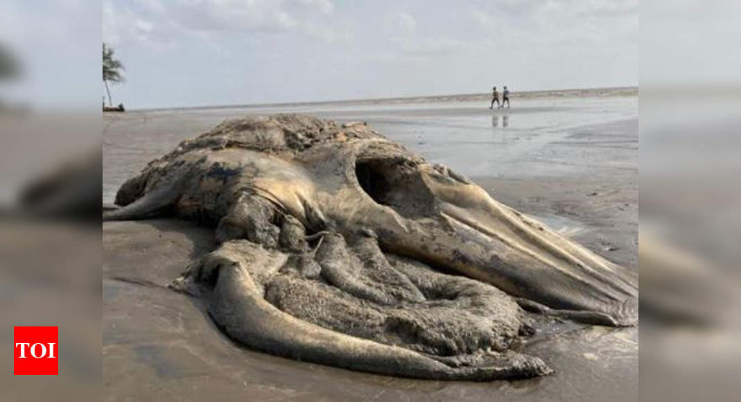 The whale's postmortem was not possible