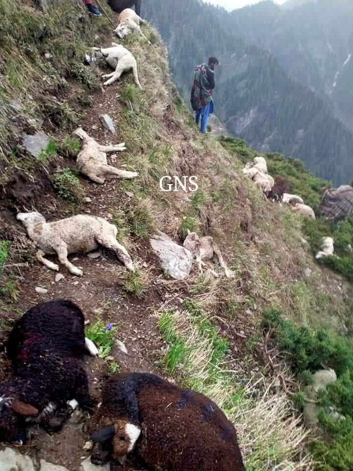 sheep dead