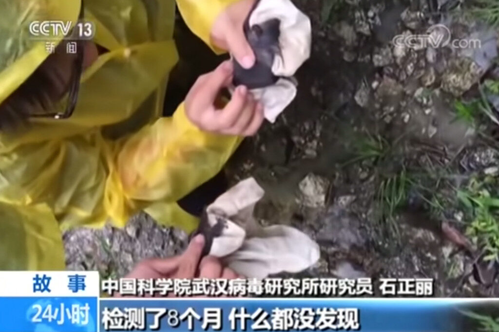 Click to enlarge wuhan bats bare hands covid