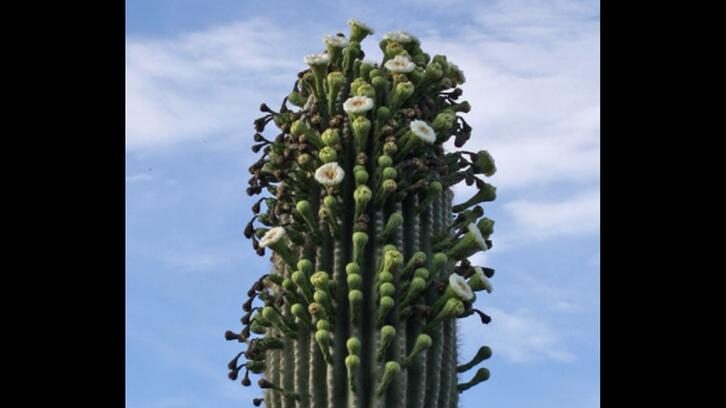 Saguaros