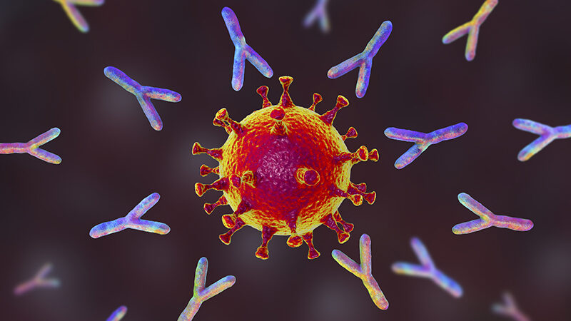 Click to enlarge coronavirus antibodies