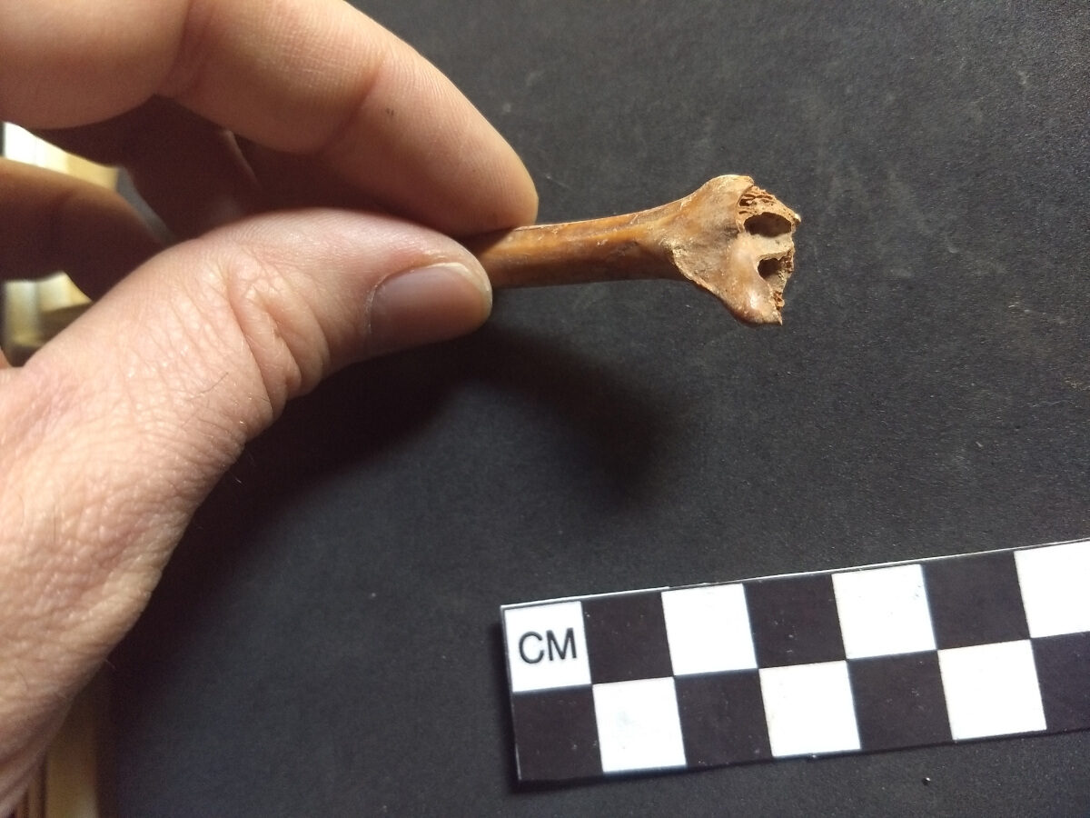 Rabbit Bone