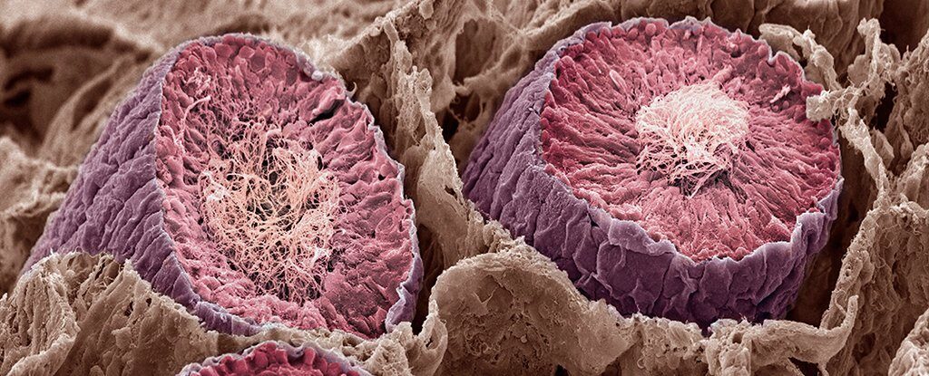 sperm tubules
