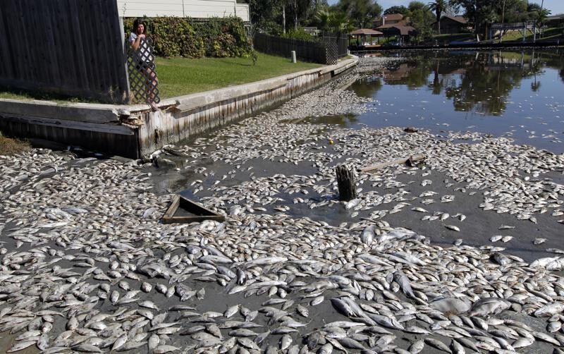 fish die off