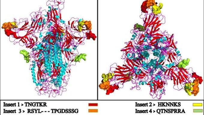 Click to enlarge Comparation of 2019-nCoV spike protein to HIV-1 gp120 and Gag