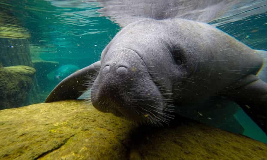 Click to enlarge A manatee swims in a recovery pool in Tampa, Florida.