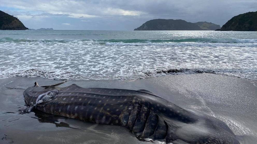 Click to enlarge A whale shark found at Great Barrier Island.
