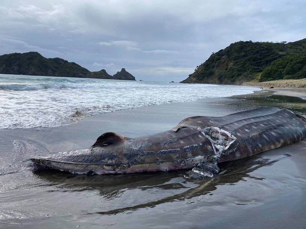 Click to enlarge A dead whale shark spotted at Harataonga, on Great Barrier Island.
