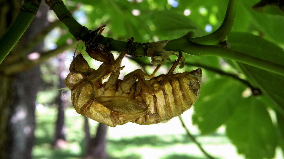 Click to enlarge cicada nymph shell