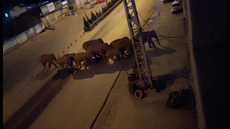 Click to enlarge elephants