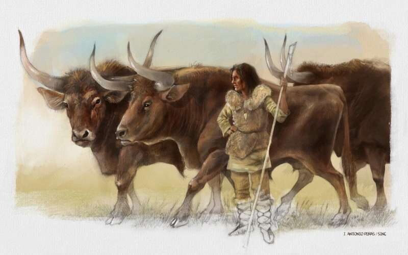 Elba aurochs