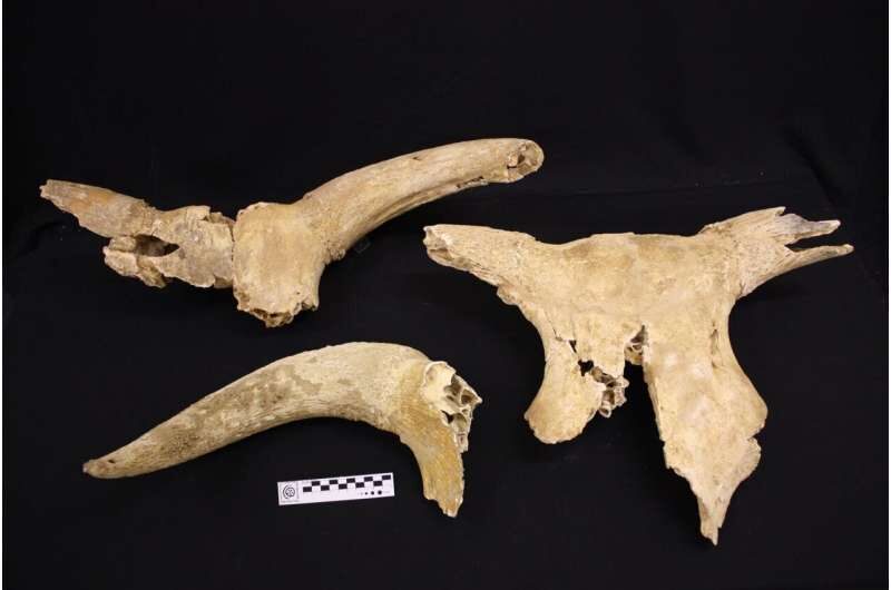 Click to enlarge aurochs