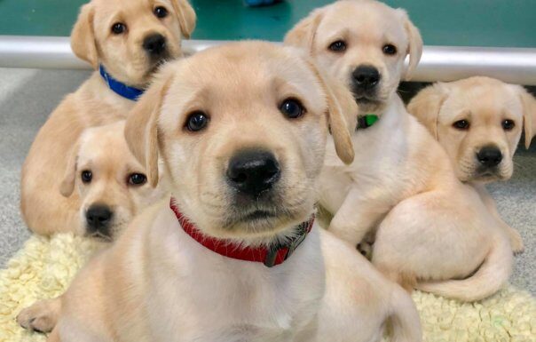 Puppies are born with 'human-like' social skills, wired to communicate with people